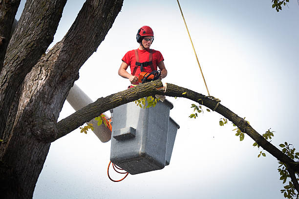 Tree Removal for Businesses in San Felipe Pueblo, NM